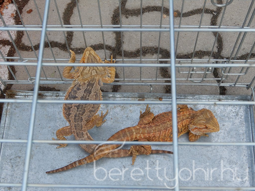 10 éves a Pethouse állatorvosi rendelő 10